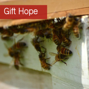 Bees - Gift Hope